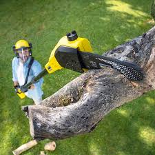 Best Lawn Renovation and Restoration  in Penitas, TX