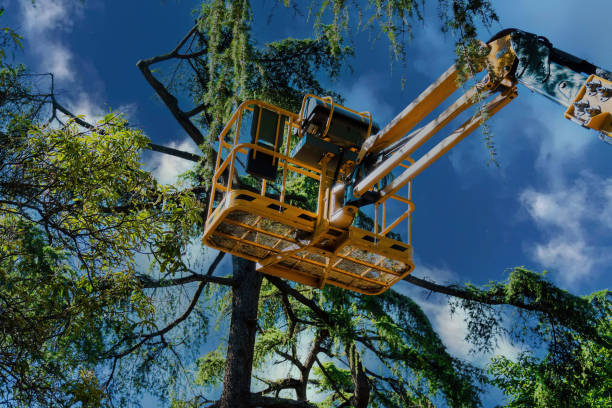 How Our Tree Care Process Works  in  Penitas, TX