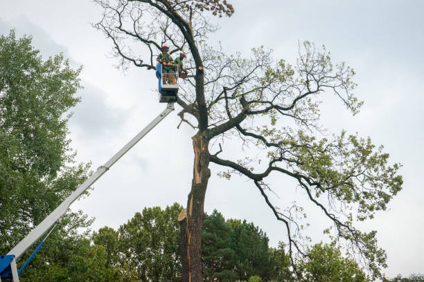Best Tree Trimming and Pruning  in Penitas, TX