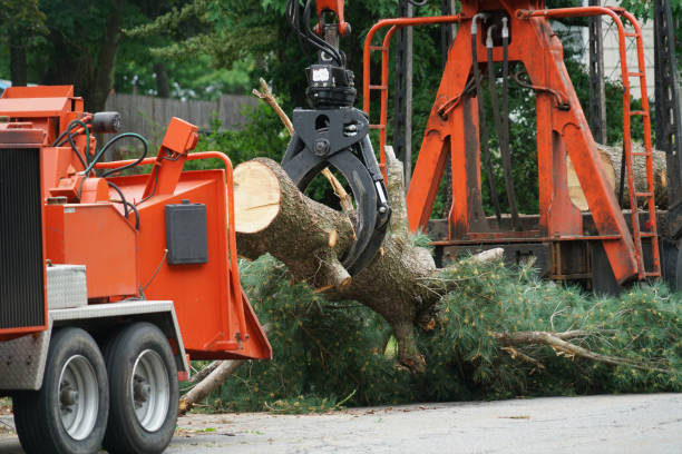 Best Tree Risk Assessment  in Penitas, TX