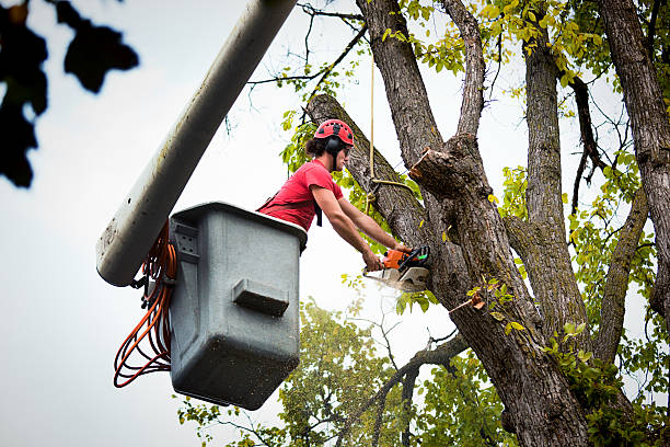 Trusted Penitas, TX Tree Services Experts